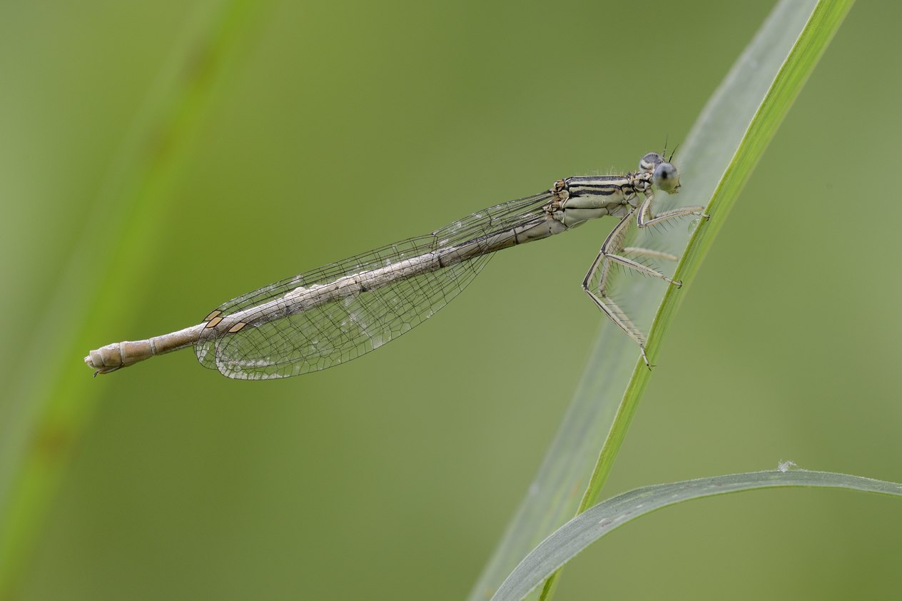 Platycnemis pennipes femmine immature?